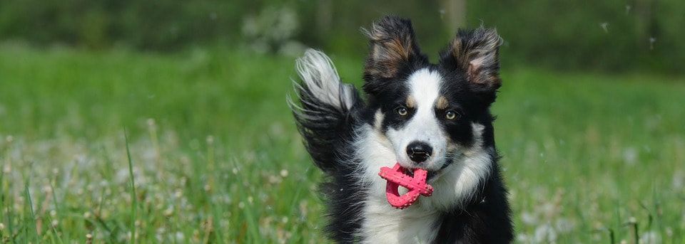 Border Collie Dogs & Puppies for Sale - Montana